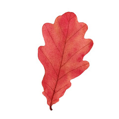 Watercolor autumn oak leaf. Hand drawn illustration isolated on white background.