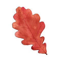 Watercolor autumn oak leaf. Hand drawn illustration isolated on white background.