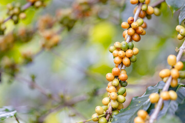 organic arabica coffee beans agriculturist in farm.harvesting Robusta and arabica coffee berries by agriculturist hands,Worker Harvest arabica coffee berries on its branch, harvest concept.	