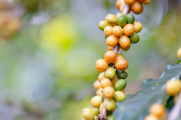 organic arabica coffee beans agriculturist in farm.harvesting Robusta and arabica coffee berries by agriculturist hands,Worker Harvest arabica coffee berries on its branch, harvest concept.	