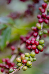 ripe red arabica coffee beans on hand tree in farm.green Robusta and arabica coffee berries by agriculturist hands,Worker Harvest arabica coffee berries on its branch, agriculture concept.