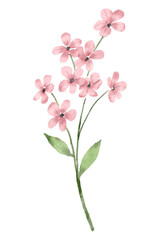 Branch with pink flowers, watercolor digital illustration, floral decoration.