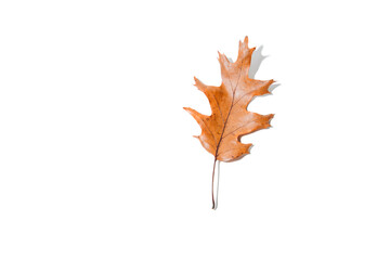 Autumn yellow oak leave with shadow isolated on white background. Top view