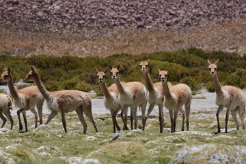 Naklejka na ściany i meble Vicunja wild in Anden mountains Chile South America