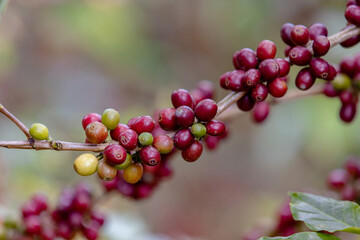 ripe red arabica coffee beans on hand tree in farm.green Robusta and arabica coffee berries by agriculturist hands,Worker Harvest arabica coffee berries on its branch, agriculture concept.