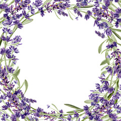 Watercolor lavender flower border. Floral frame. Hand painted botanical illustration for wedding invitation, greeting card