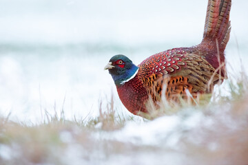 Male ring necked pheasant in winter - obrazy, fototapety, plakaty