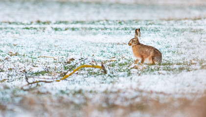  European brown hare on snow in winter with white background