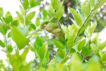Red ants nest on the lemon tree.