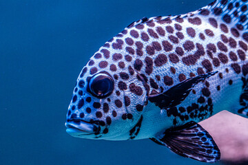 Harlequin sweetlips fish in the water