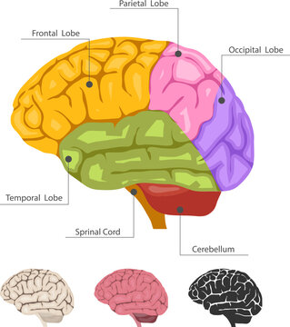 Brain. realistic brain isolated on white background. Vector, cartoon illustration. Vector.