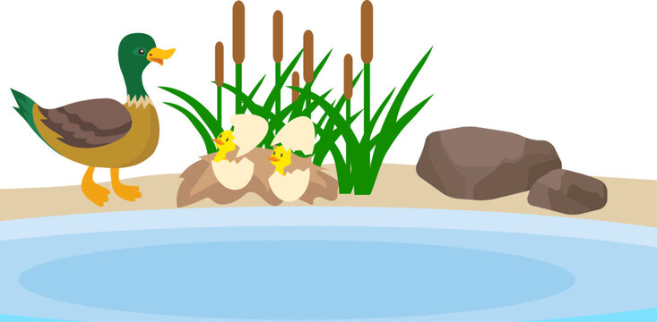 A wild duck with ducklings swims in a pond against a background of stones and green reeds. Illustration of a wild duck family. Vector, cartoon illustration. Vector