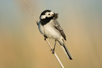 White wagtail Motacilla alba

