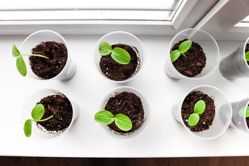 Young cucumber sprouts growing in pots on the windowsill in the house. Growing plants, vegetables in the house, spring season.