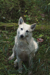 Close up white stray dog tilting head concept photo. Cute animal in forest. Front view photography with blurred background. High quality picture for wallpaper, travel blog, magazine, article