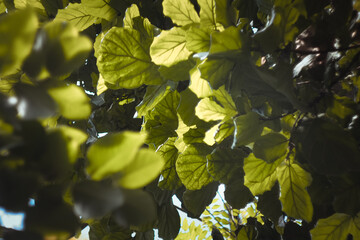 Fototapeta premium Close up thick green foliage concept photo. Outdoor plants. Broad-leaved tree. Front view photography with blurred background. High quality picture for wallpaper, travel blog, magazine, article