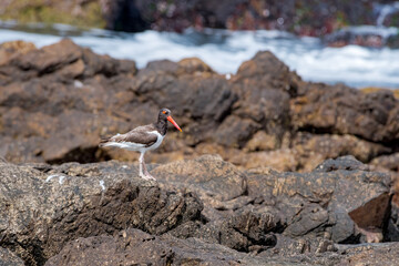 American Oystercatcher (Haematopus palliatus) by the bay, Montevideo, Uruguay