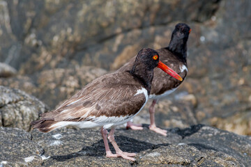American Oystercatchers (Haematopus palliatus) by the bay, Montevideo, Uruguay