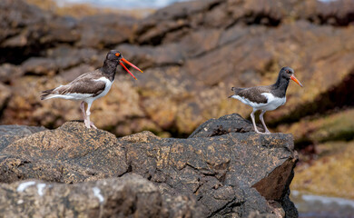 Adult and immature American Oystercatchers (Haematopus palliatus) by the bay, Montevideo, Uruguay