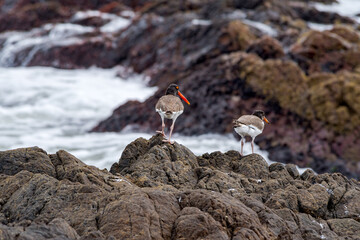 Adult and immature American Oystercatchers (Haematopus palliatus) by the bay, Montevideo, Uruguay