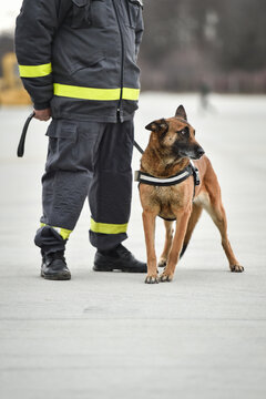 Search and rescue canine team ready for action