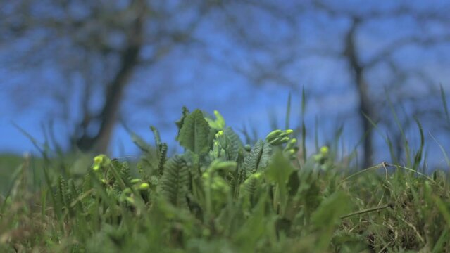Cowslip, time lapse
