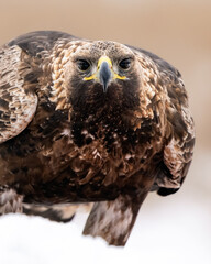 Golden eagle closeup in winter