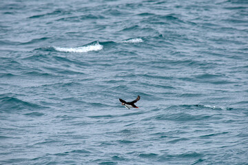 Fototapeta premium Puffin