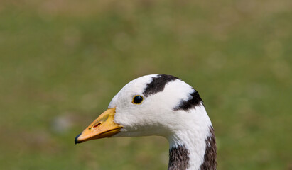 Feral Bar-headed Goose (Anser indicus) in park, Keil, Schleswig-Holstein, Germany
