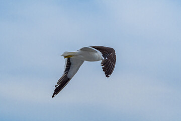 Kelp Gull (Larus dominicanus) by the bay, Montevideo, Uruguay