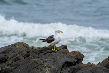 Kelp Gull (Larus dominicanus) by the bay, Montevideo, Uruguay