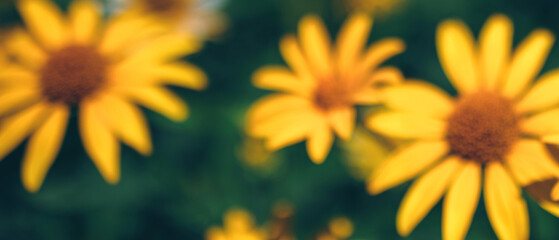 blurred banner with yellow sunflowers grows in flower garden. Beautiful spring, summer natural floral bright background 