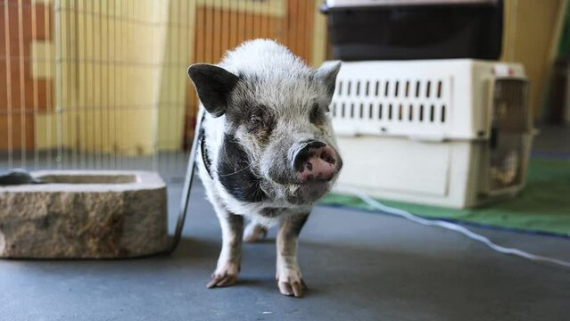 Vietnamese Pot-Bellied Pig Tied up on Leash at Indoor Petting Zoo Display