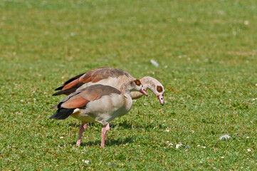 Feral Egyptian Goose (Alopochen aegyptiacus) in park, Keil, Schleswig-Holstein, Germany