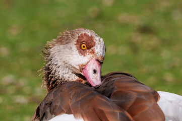 Feral Egyptian Goose (Alopochen aegyptiacus) in park, Keil, Schleswig-Holstein, Germany