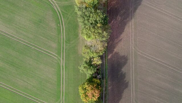 Top view drone footage of country road and tree line near the road with autumn colors, taken at place called Uetz in Brandenburg, Germany. Idyllic natural atmosphere.