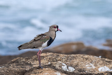 Southern Lapwing (Vanellus chilensis) in River Plate coast, Montevideo, Uruguay