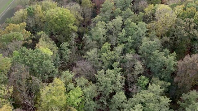 Areal drone footage of trees with autumn colors taken at place called Uetz in Brandenburg, Germany. Peaceful and tranquil atmosphere, untouched nature.
