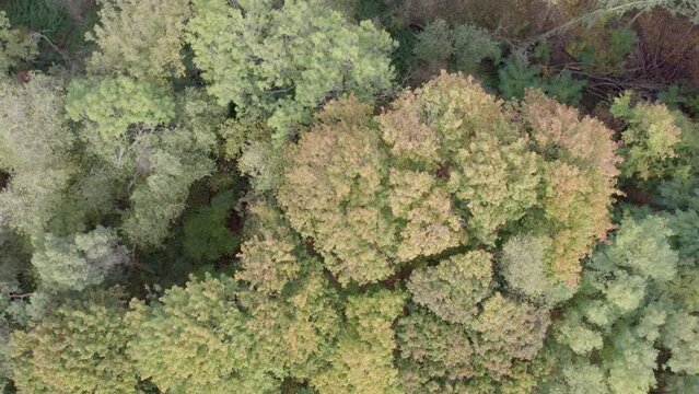 Ascending areal drone footage of trees with autumn colors taken at place called Uetz in Brandenburg, Germany. Peaceful and tranquil atmosphere, untouched nature.