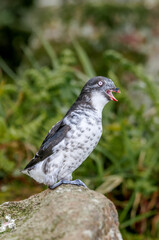 Least Auklets (Aethia pusilla) at colony in St. George Island, Pribilof Islands, Alaska, USA