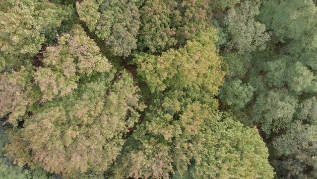 Areal drone footage of trees with autumn colors taken at place called Uetz in Brandenburg, Germany. Peaceful and tranquil atmosphere, mild wind is blowing.