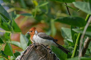 Red-crested Cardinal (Paroaria coronata) in park, Buenos Aires, Argentina