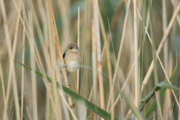 great reed  warbler, acrocephalus  arundinaceus, juv.