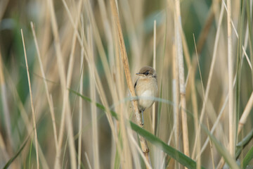 great reed  warbler, acrocephalus  arundinaceus, juv.