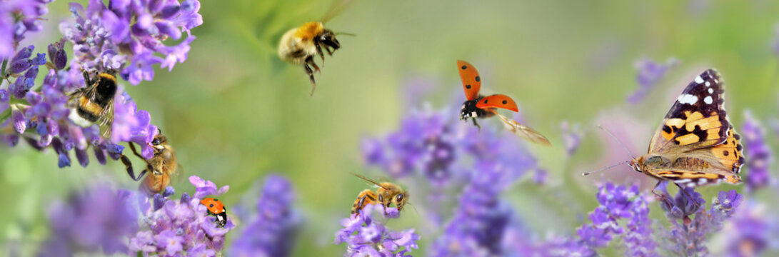 few honeybee,  butterfly and ladybird on lavender flowers in panoramic view