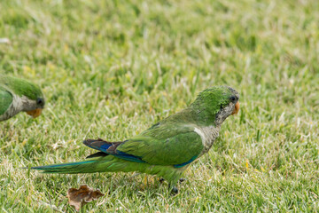 Monk Parakeet (Myiopsitta monachus) in park, Montevideo, Uruguay