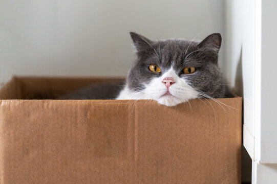 British shorthair cat lying inside a cardboard box