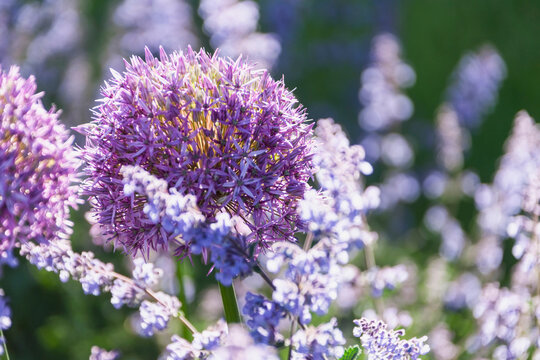 Close-up of catmint and allium flowers, Stockholm, Sweden