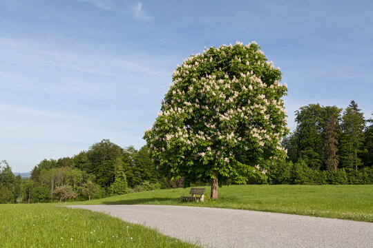 Blossoming chestnut tree at roadside in field, Bavaria, Germany