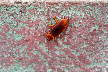 Close-up of a cockroach (Periplaneta Americana), Canaima National Park, Venezuela